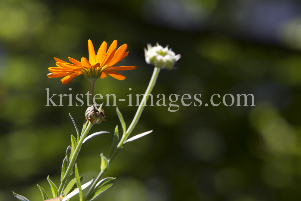 Calendula officinalis / Ringelblume  by kristen-images.com