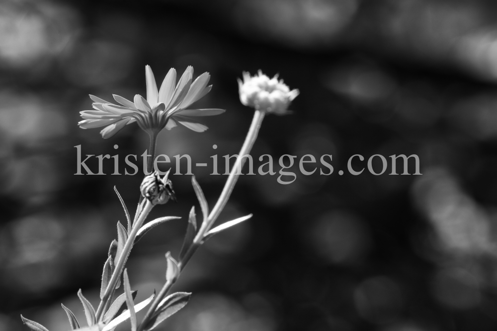 Calendula officinalis / Ringelblume  by kristen-images.com