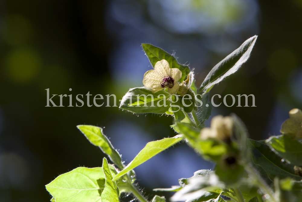 Hyoscyamus niger / Schwarzes Bilsenkraut by kristen-images.com