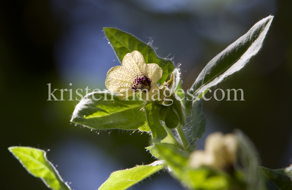 Hyoscyamus niger / Schwarzes Bilsenkraut by kristen-images.com