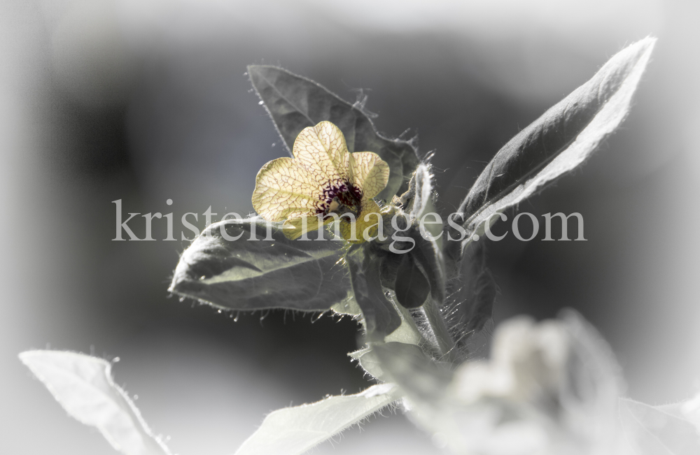 Hyoscyamus niger / Schwarzes Bilsenkraut by kristen-images.com