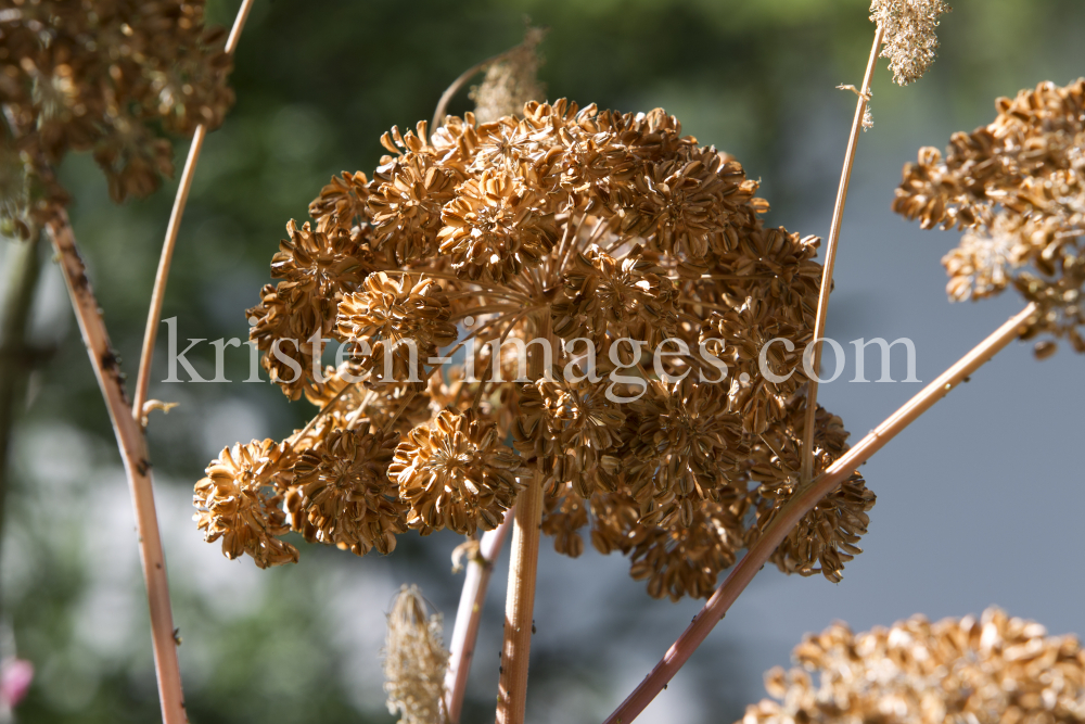 Angelica archangelica / Engelwurz / Angelikawurzel by kristen-images.com