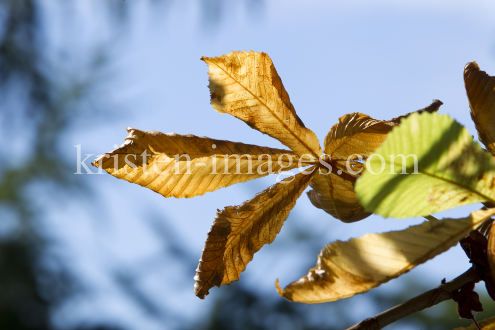 Aesculus hippocastabeum / Roßkastanie / Kastanienblatt by kristen-images.com