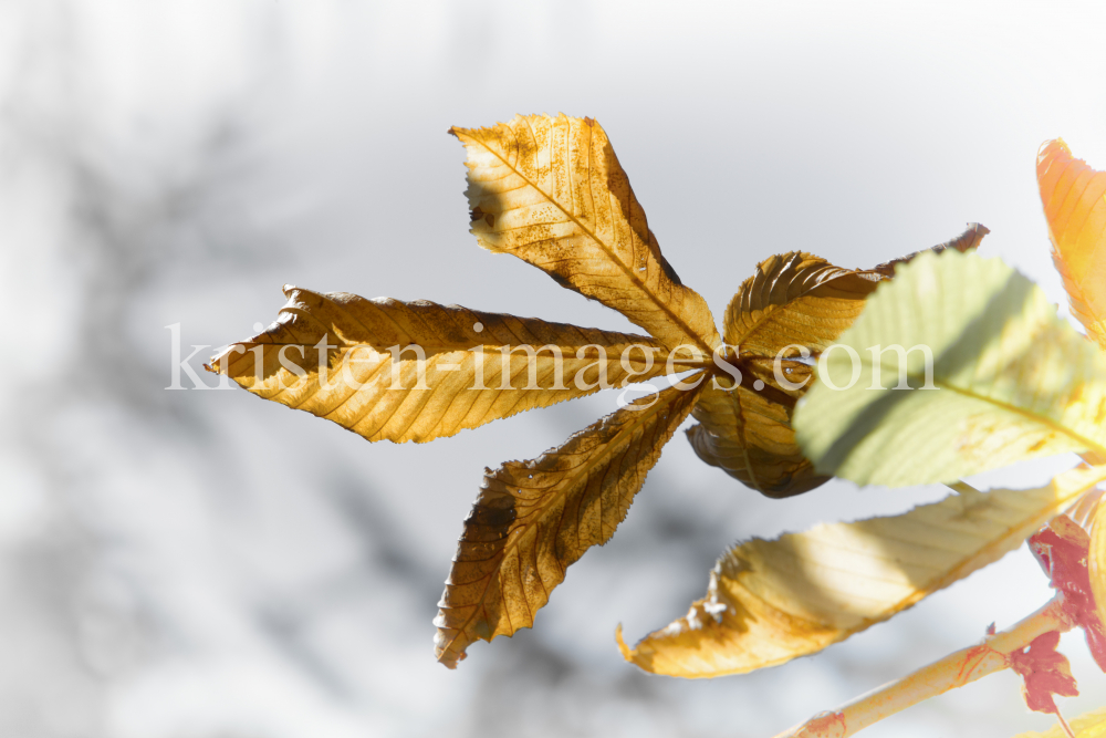 Aesculus hippocastabeum / Roßkastanie / Kastanienblatt by kristen-images.com