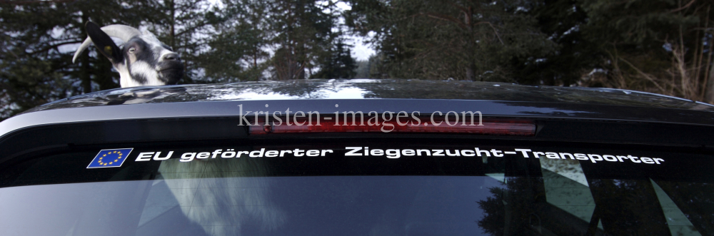 Porsche Cayenne S / Ziegen by kristen-images.com