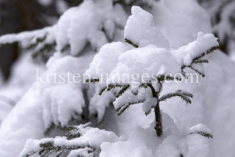 Verschneiter Baum in Igls by kristen-images.com