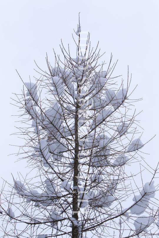 Verschneiter Baum in Igls by kristen-images.com