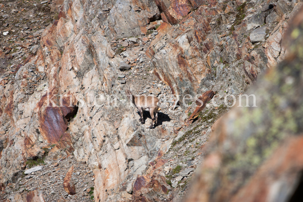 Zuckerhütl 3507m - Tirol / Steinbock by kristen-images.com