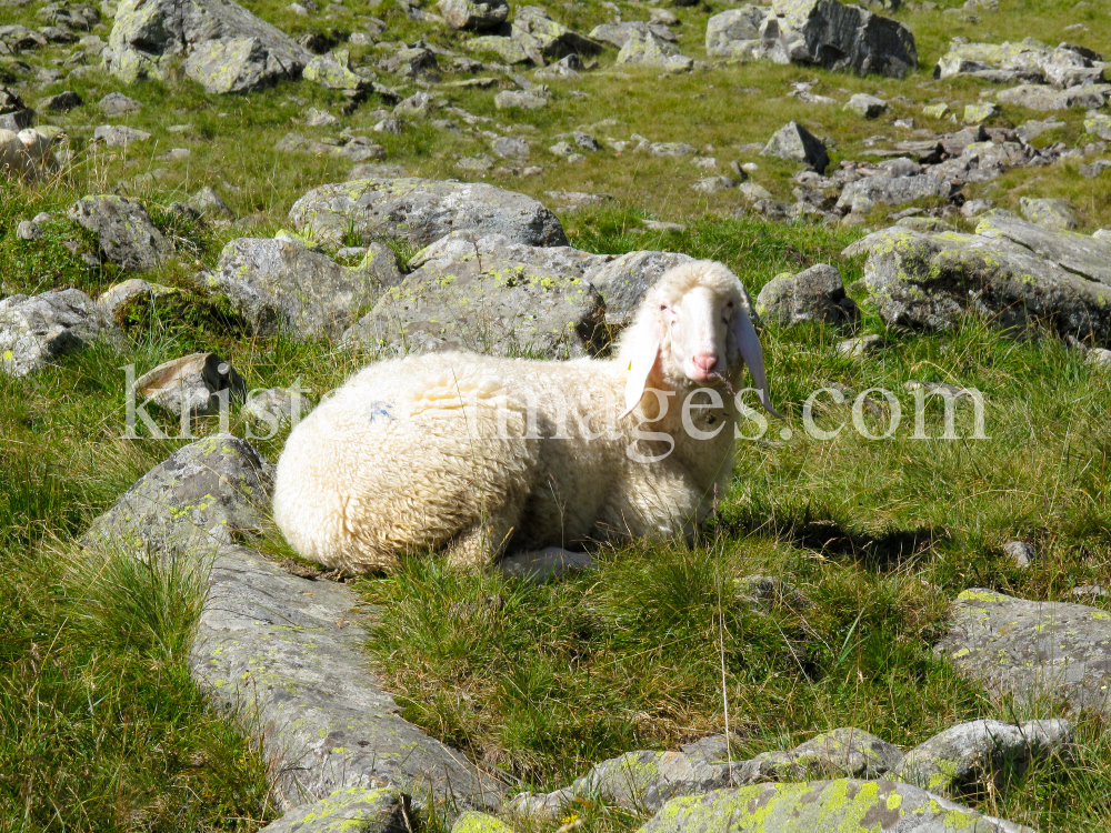 Tiroler Bergschaf  by kristen-images.com