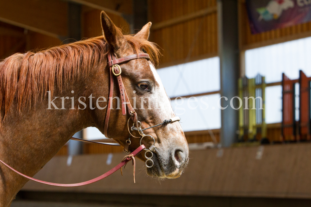 klassische Dressur / Aldrans, Tirol by kristen-images.com