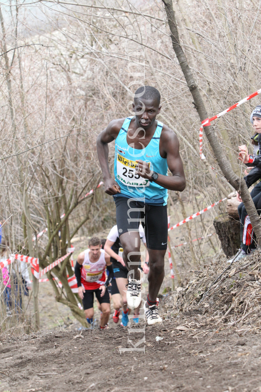 Crosslauf / Österreichische Staatsmeisterschaften / Innsbruck by kristen-images.com