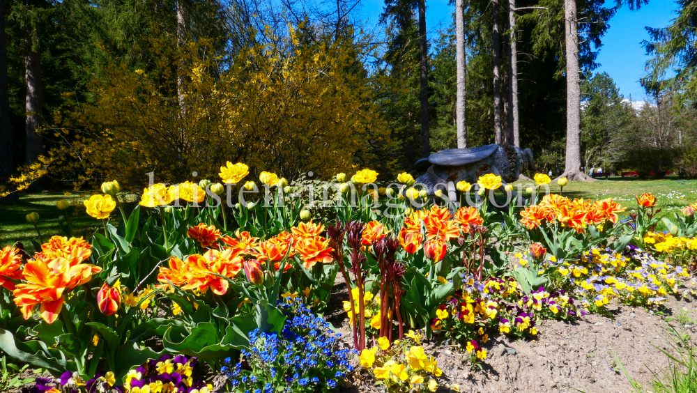 Tulpen / Kurpark Igls, Innsbruck, Tirol, Austria by kristen-images.com