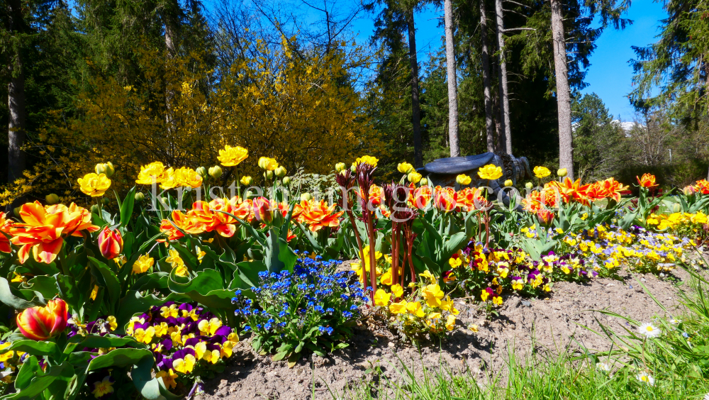 Tulpen / Kurpark Igls, Innsbruck, Tirol, Austria by kristen-images.com