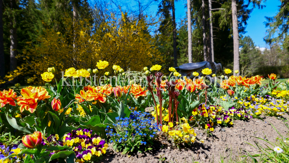 Tulpen / Kurpark Igls, Innsbruck, Tirol, Austria by kristen-images.com