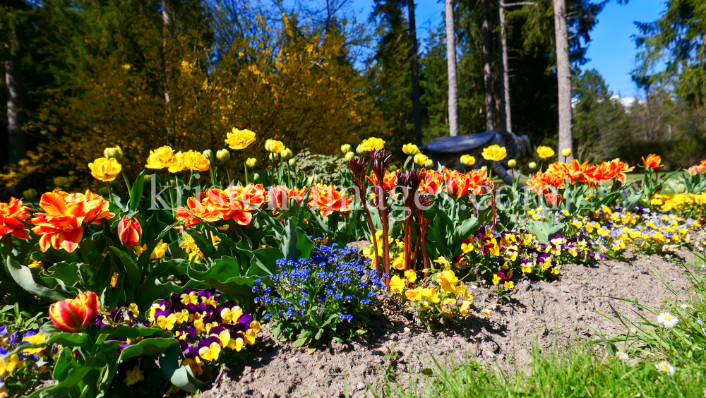 Tulpen / Kurpark Igls, Innsbruck, Tirol, Austria by kristen-images.com