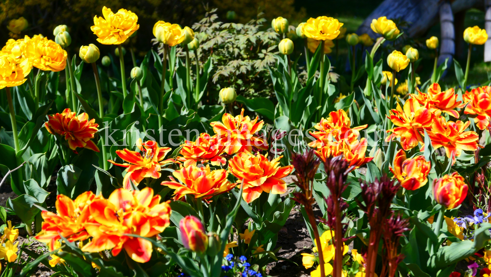 Tulpen / Kurpark Igls, Innsbruck, Tirol, Austria by kristen-images.com