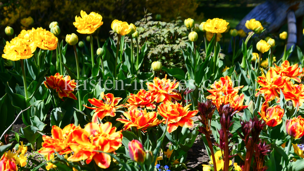 Tulpen / Kurpark Igls, Innsbruck, Tirol, Austria by kristen-images.com