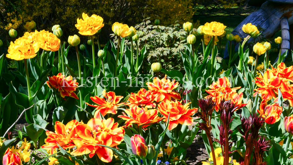 Tulpen / Kurpark Igls, Innsbruck, Tirol, Austria by kristen-images.com