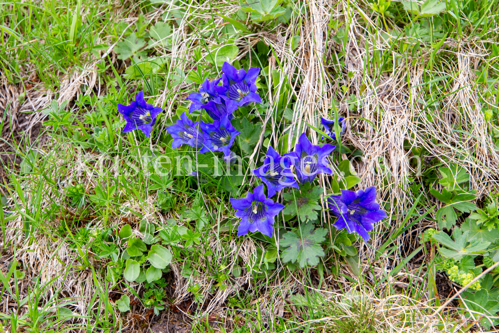 Enzian, Gentiana alpina / Zillertal, Zellberg, Tirol, Austria by kristen-images.com