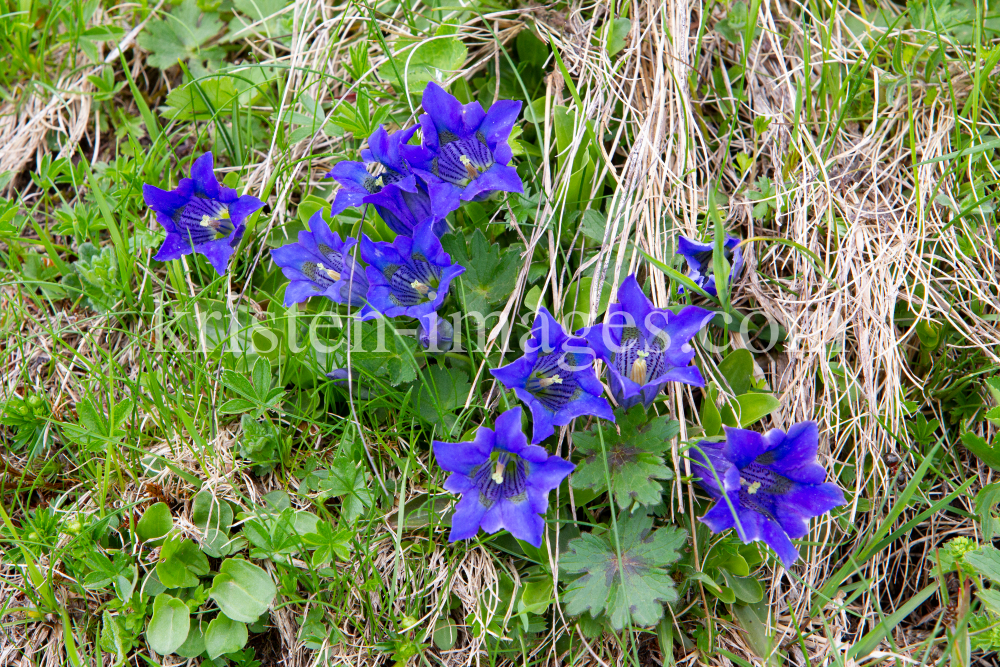 Enzian, Gentiana alpina / Zillertal, Zellberg, Tirol, Austria by kristen-images.com