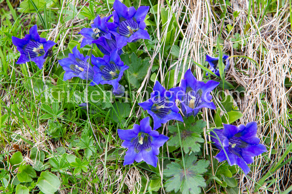 Enzian, Gentiana alpina / Zillertal, Zellberg, Tirol, Austria by kristen-images.com