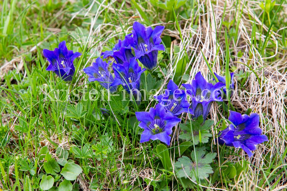 Enzian, Gentiana alpina / Zillertal, Zellberg, Tirol, Austria by kristen-images.com