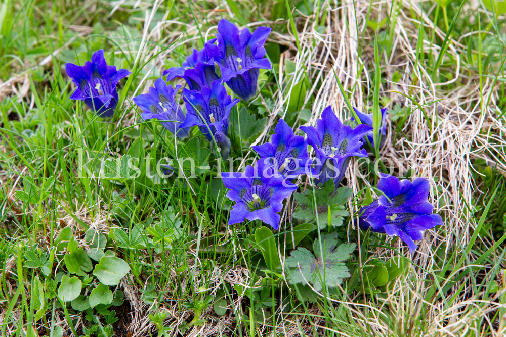 Enzian, Gentiana alpina / Zillertal, Zellberg, Tirol, Austria by kristen-images.com