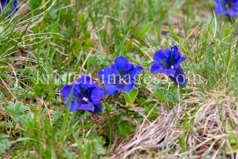 Enzian, Gentiana alpina / Zillertal, Zellberg, Tirol, Austria by kristen-images.com