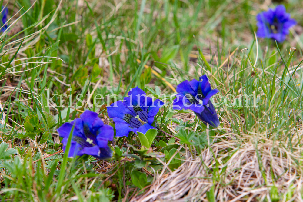 Enzian, Gentiana alpina / Zillertal, Zellberg, Tirol, Austria by kristen-images.com