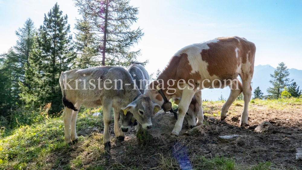 Kälber auf der Lanser Alm / Patscherkofel, Lans, Tirol, Austria by kristen-images.com