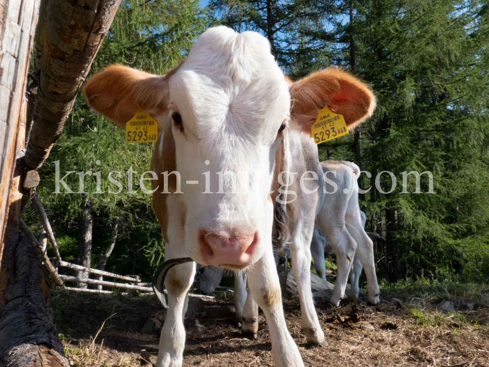 Kälber auf der Lanser Alm / Patscherkofel, Lans, Tirol, Austria by kristen-images.com