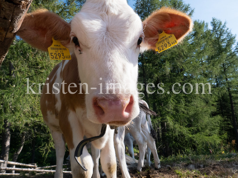 Kälber auf der Lanser Alm / Patscherkofel, Lans, Tirol, Austria by kristen-images.com