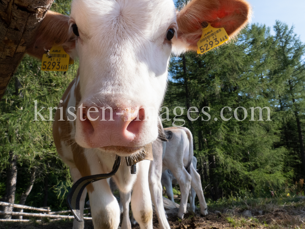 Kälber auf der Lanser Alm / Patscherkofel, Lans, Tirol, Austria by kristen-images.com