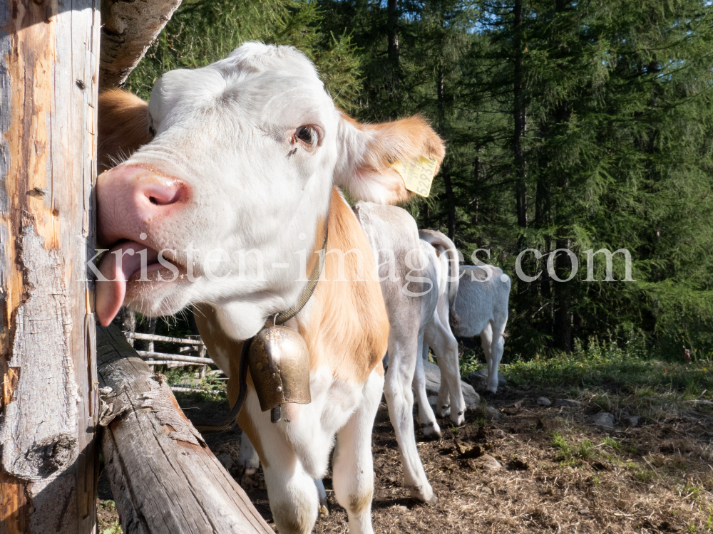 Kälber auf der Lanser Alm / Patscherkofel, Lans, Tirol, Austria by kristen-images.com