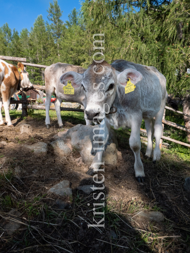 Kälber auf der Lanser Alm / Patscherkofel, Lans, Tirol, Austria by kristen-images.com