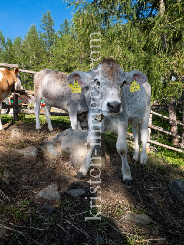 Kälber auf der Lanser Alm / Patscherkofel, Lans, Tirol, Austria by kristen-images.com