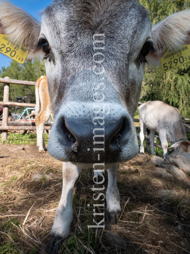 Kälber auf der Lanser Alm / Patscherkofel, Lans, Tirol, Austria by kristen-images.com