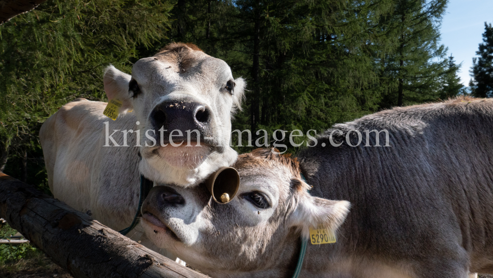 Kälber auf der Lanser Alm / Patscherkofel, Lans, Tirol, Austria by kristen-images.com