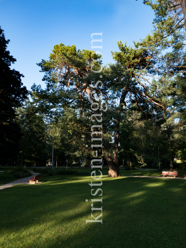 Kiefer, Föhre, Pinus / Kurpark Igls, Innsbruck, Tirol, Austria by kristen-images.com