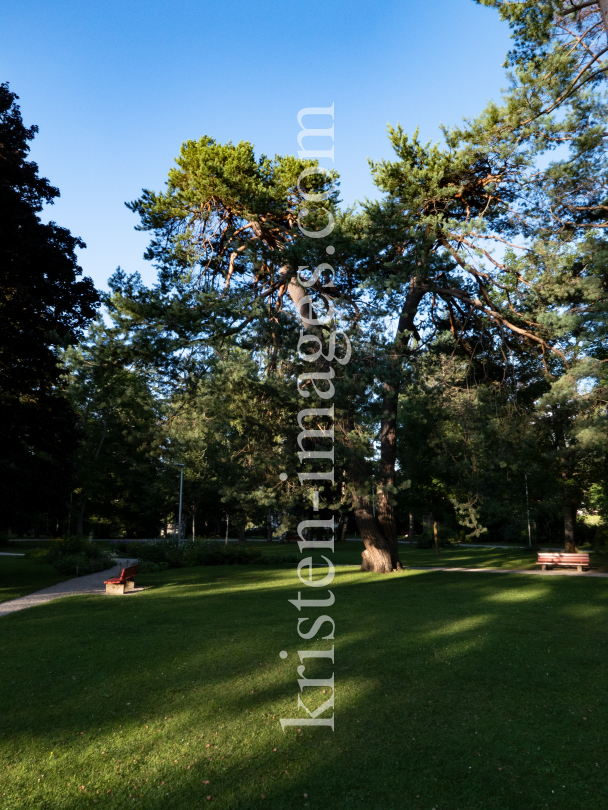 Kiefer, Föhre, Pinus / Kurpark Igls, Innsbruck, Tirol, Austria by kristen-images.com