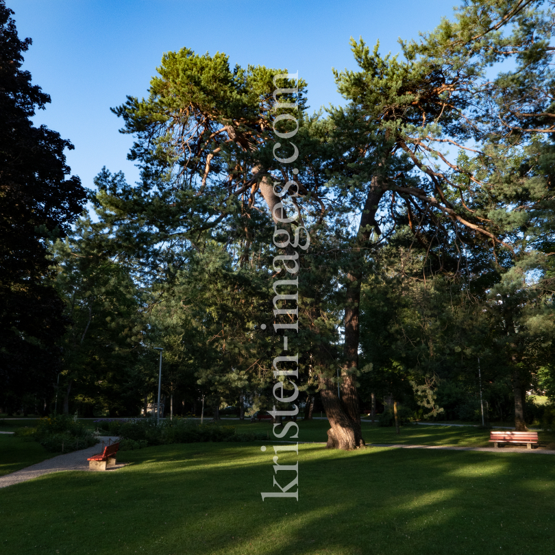 Kiefer, Föhre, Pinus / Kurpark Igls, Innsbruck, Tirol, Austria by kristen-images.com