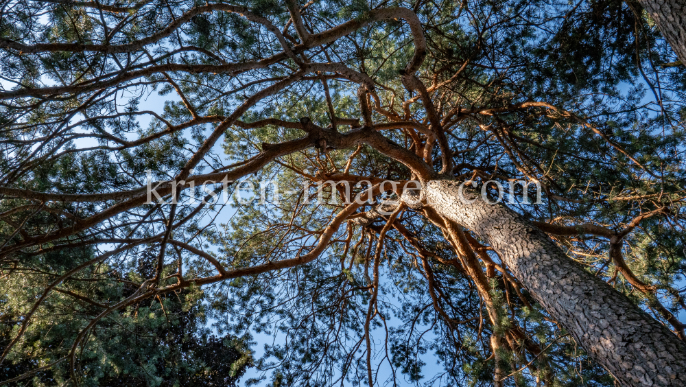 Kiefer, Föhre, Pinus / Kurpark Igls, Innsbruck, Tirol, Austria by kristen-images.com