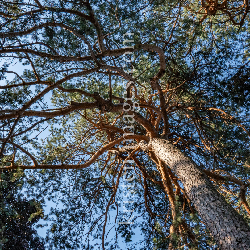 Kiefer, Föhre, Pinus / Kurpark Igls, Innsbruck, Tirol, Austria by kristen-images.com