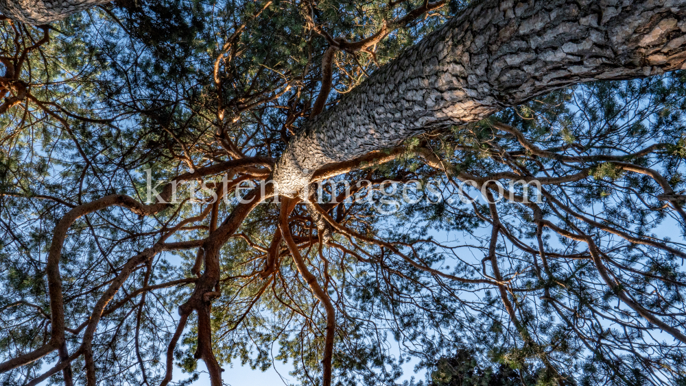 Kiefer, Föhre, Pinus / Kurpark Igls, Innsbruck, Tirol, Austria by kristen-images.com