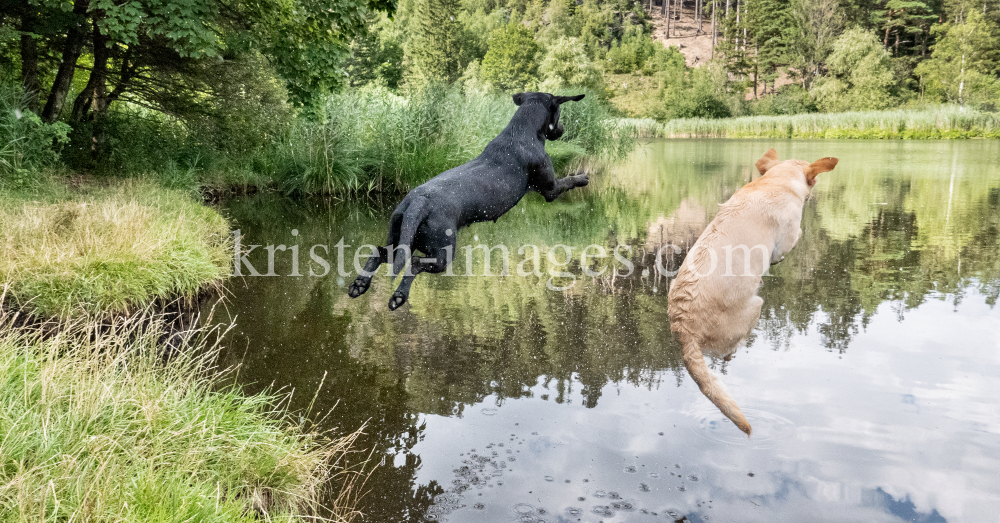 Beechdale's Labradors by kristen-images.com