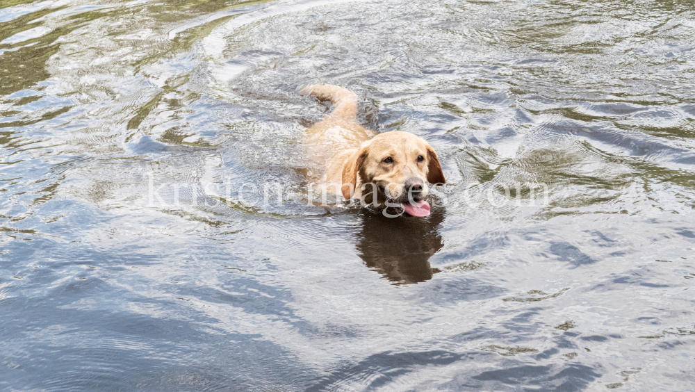 Beechdale's Labradors by kristen-images.com