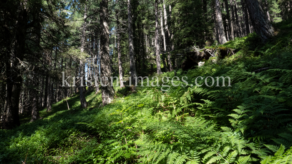 Farne, Bergwald / Patscherkofel, Tirol, Austria by kristen-images.com