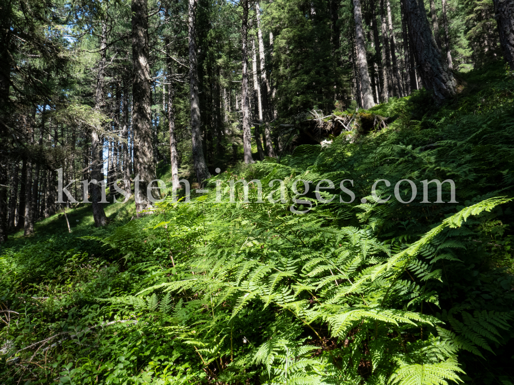 Farne, Bergwald / Patscherkofel, Tirol, Austria by kristen-images.com