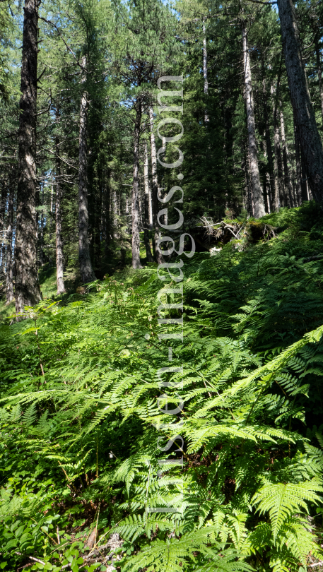 Farne, Bergwald / Patscherkofel, Tirol, Austria by kristen-images.com