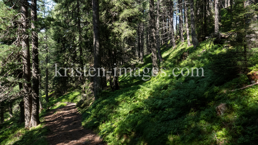 Bergwald / Patscherkofel, Tirol, Austria by kristen-images.com